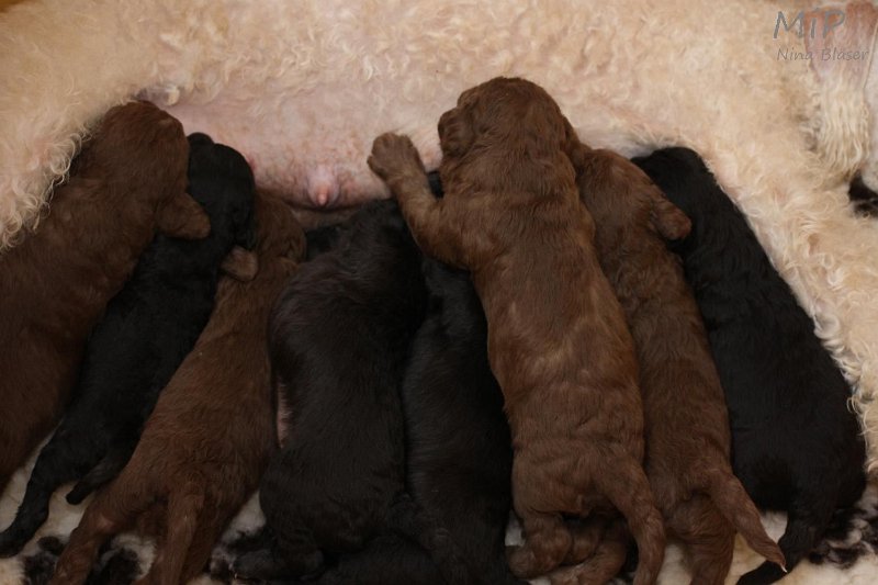 2011-05-15 Puppies Candy & Svet (59).jpg